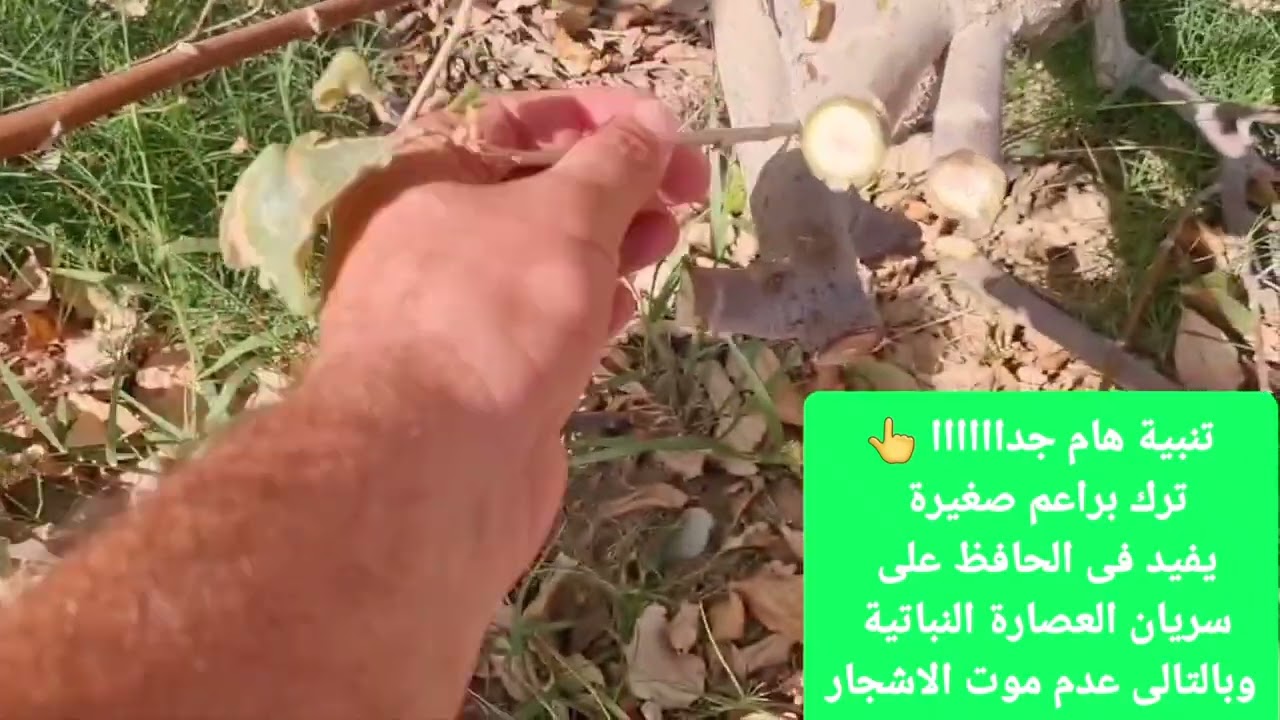 تقليم السدر التفاحى فى الوطن العربي 💗لعام☘️2022🍀 سلطنة عمان ⚘️نزوى🌷