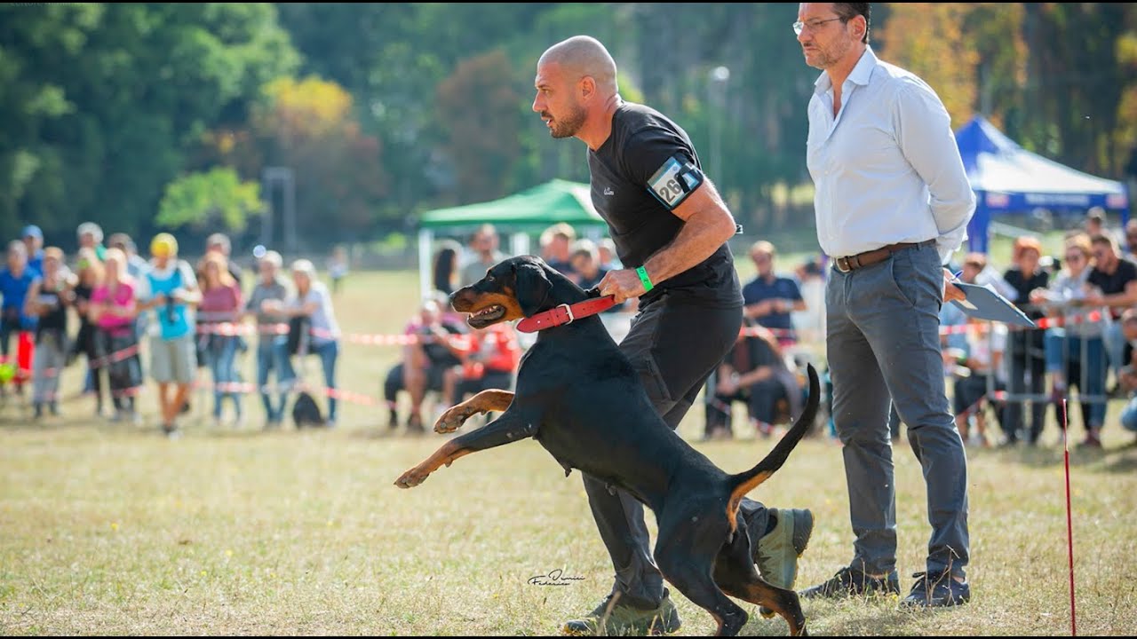 GO-PET - PT. 07 - DOBERMANN - ALLEVAMENTO DI CA' ZARS
