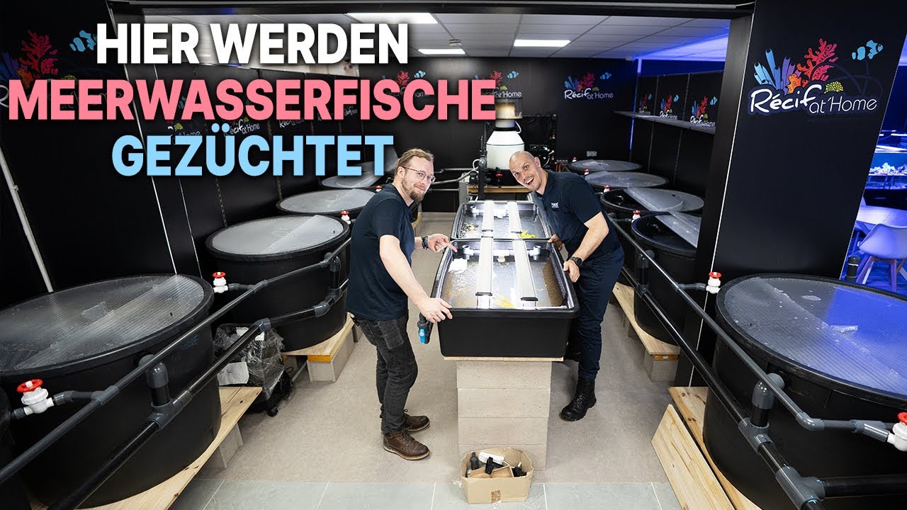 Diese NACHZUCHTEN sind EXTREM SELTEN! - Tunze