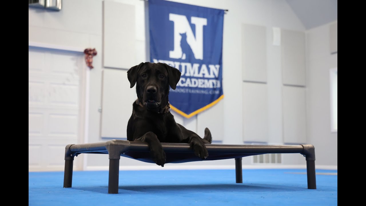 Charlie (Labrador Retriever) Boot Camp Dog Training Video Demonstration