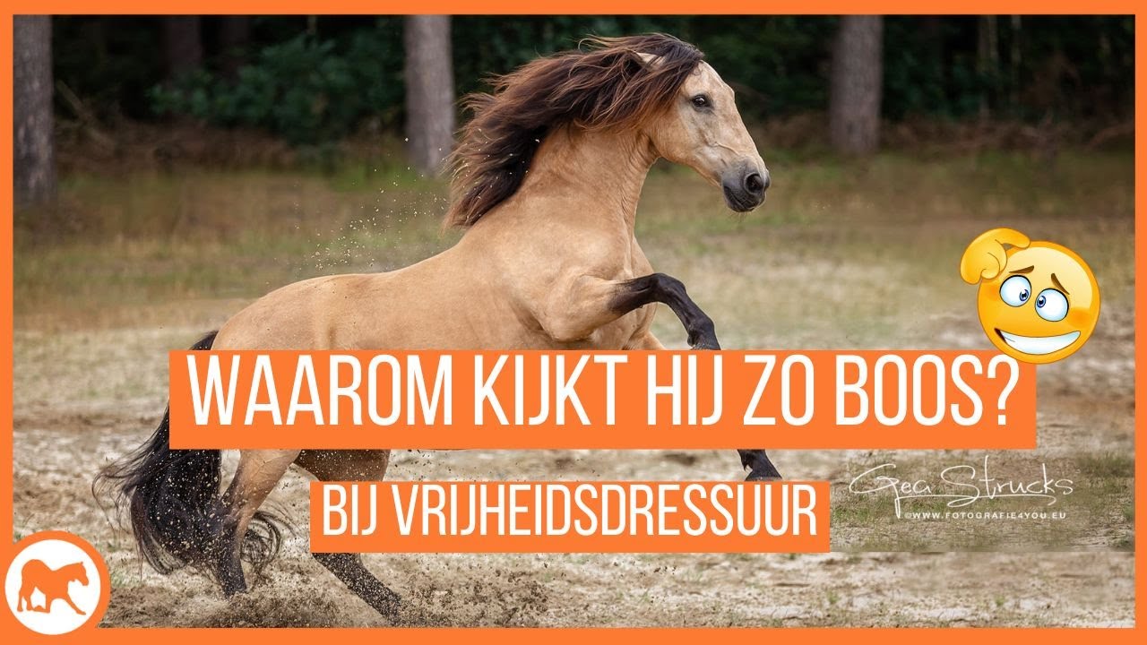 Waarom kijken zo veel paarden boos of gefrustreerd tijdens de vrijheidsdressuur?