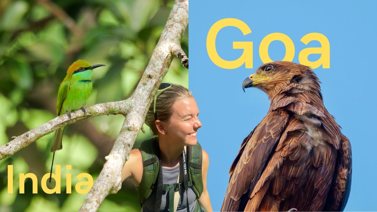 Birding in India, Goa | Bee-eater Bonanza | 001
