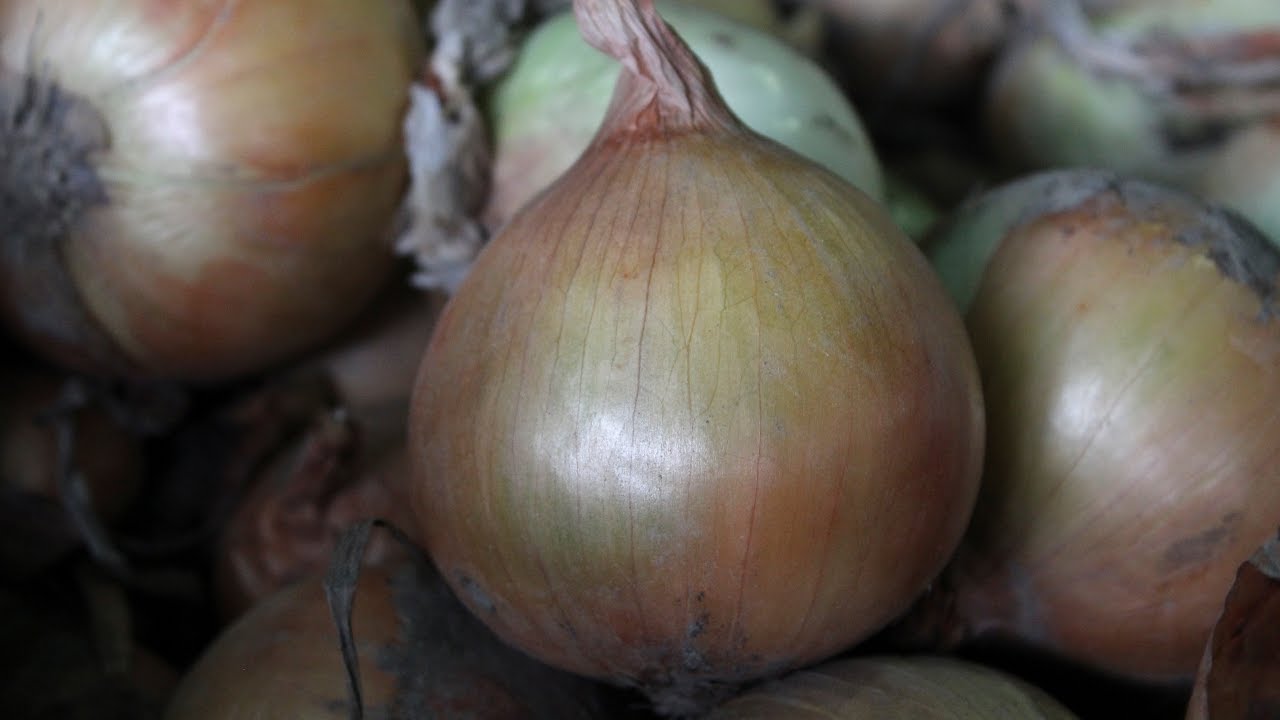 Requerimientos de Clima y Suelo para el Cultivo de Cebolla