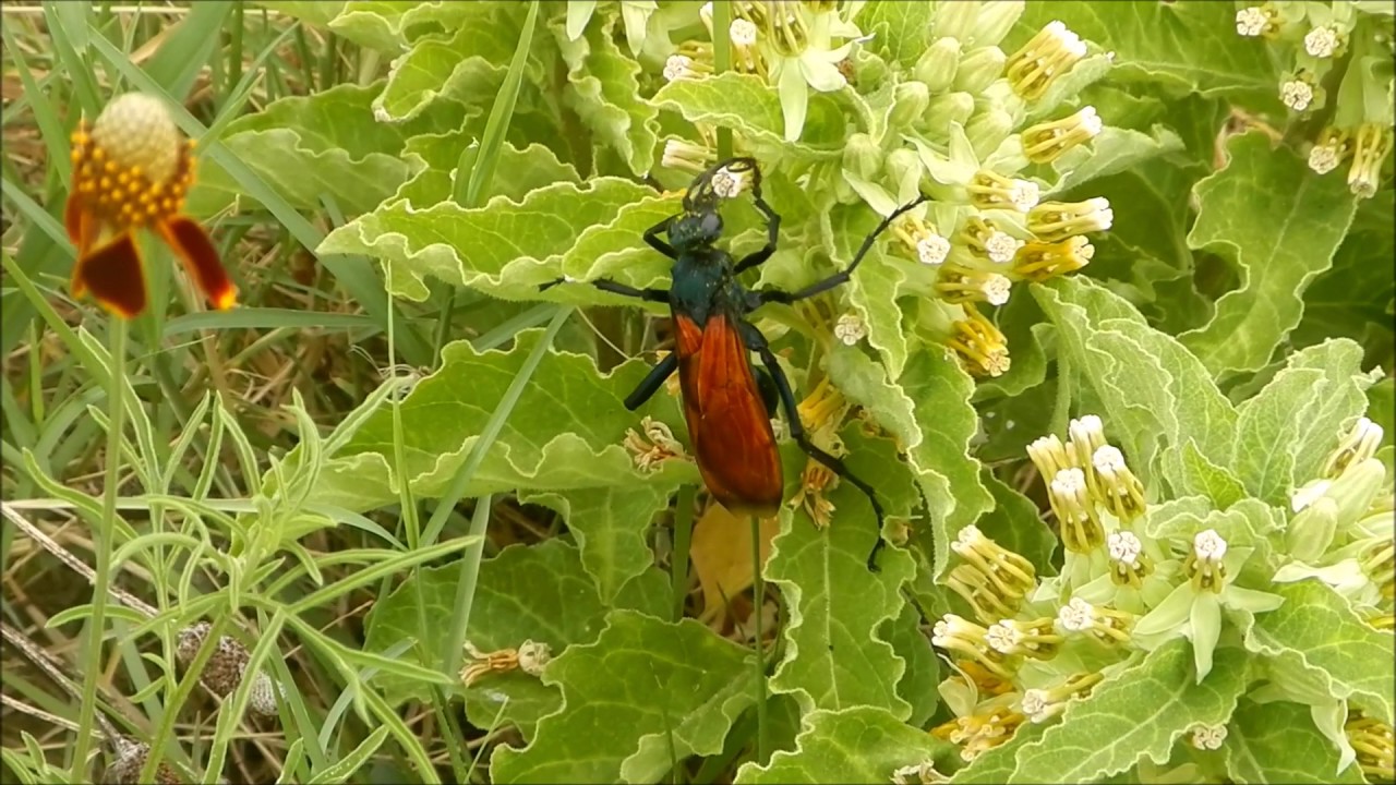 RPRZ Tarantula Hawk, Genus Pepsis, an Exquisite Pollinator