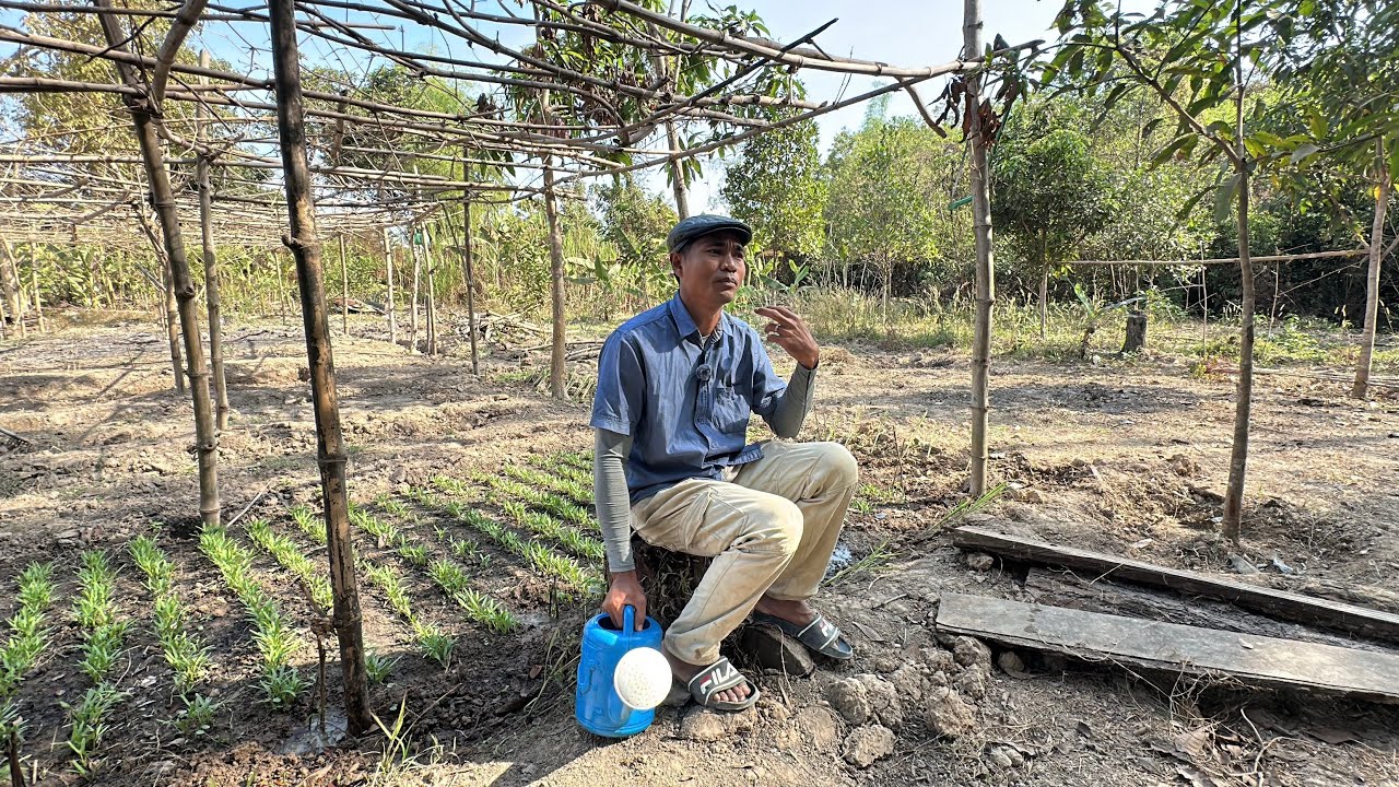 Ep3: ចេញ​លទ្ធផល​បណ្ដេីរ​ៗហើយ​ | vegetable growing well and harvest soon | lifestyle in rural area 