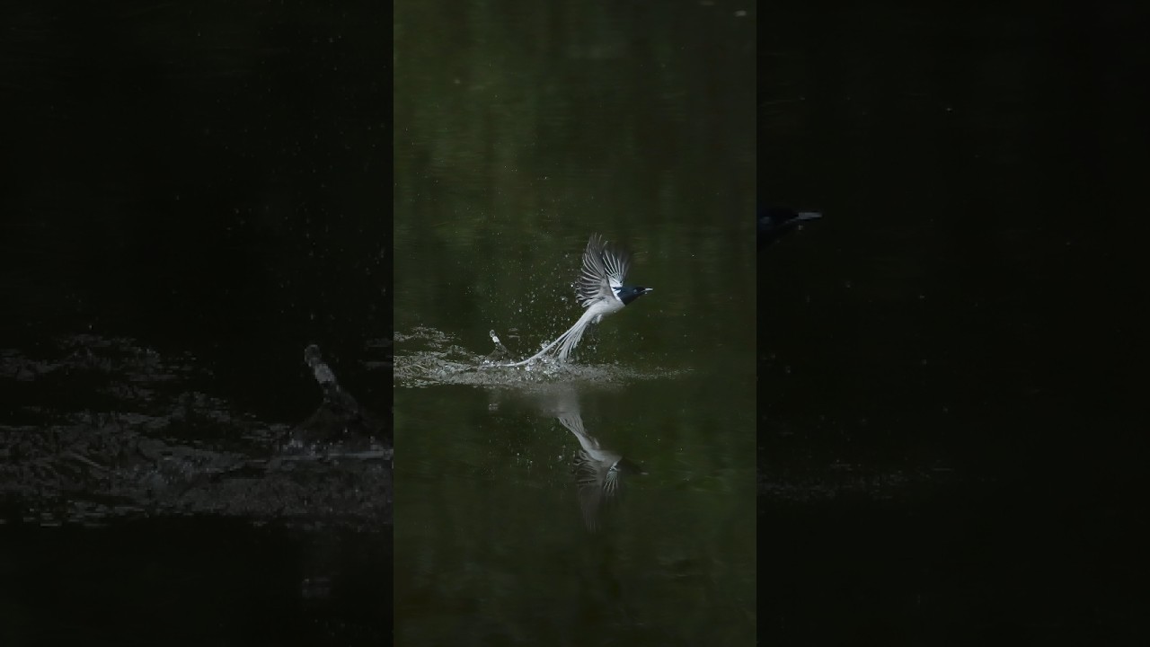 Effort, Dedication,Timing    - Indian paradise flycatcher