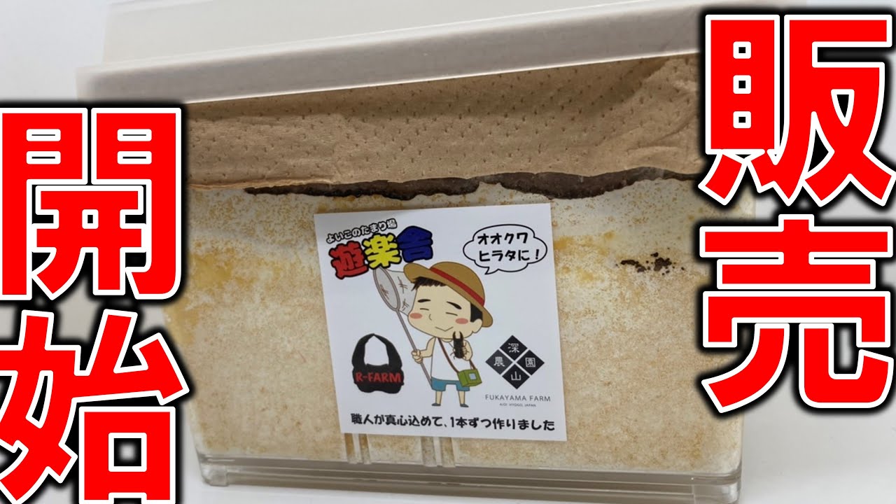 【これは簡単】クワガタムシを産卵させるためのお手軽キットがヤバい