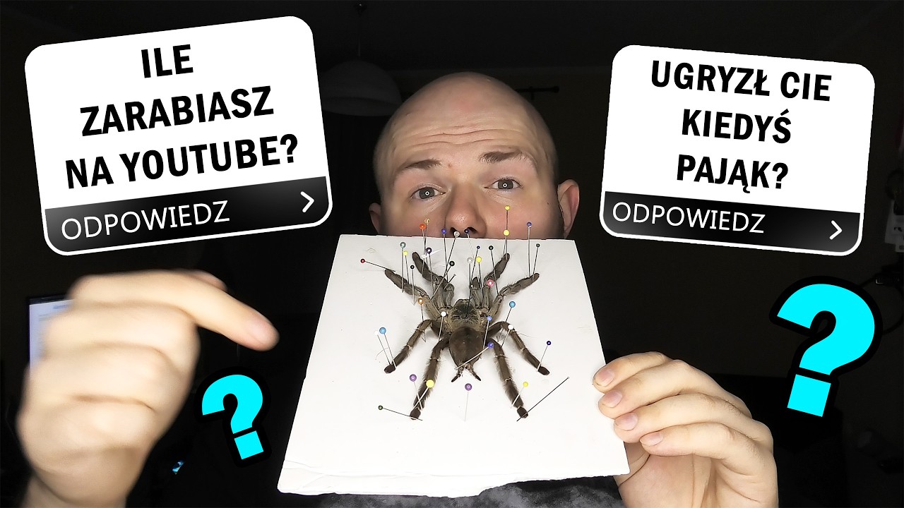 CZY DA SIĘ UTRZYMAĆ Z PAJĄKÓW I YOUTUBE'A? - Q&A