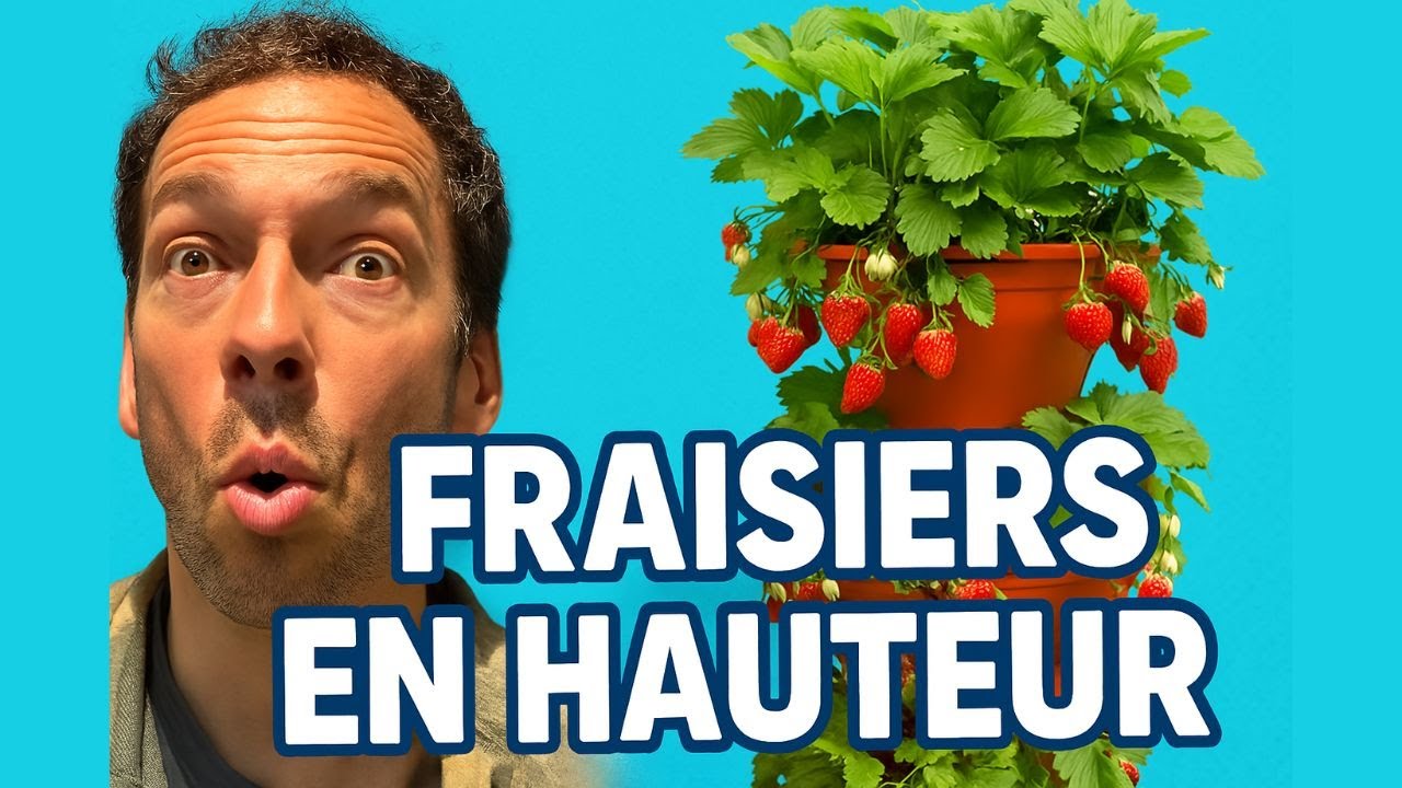 Comment cultiver des fraisiers en hauteur ?