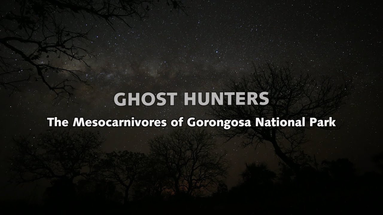 GHOST HUNTERS - The Mesocarnivores of Gorongosa National Park