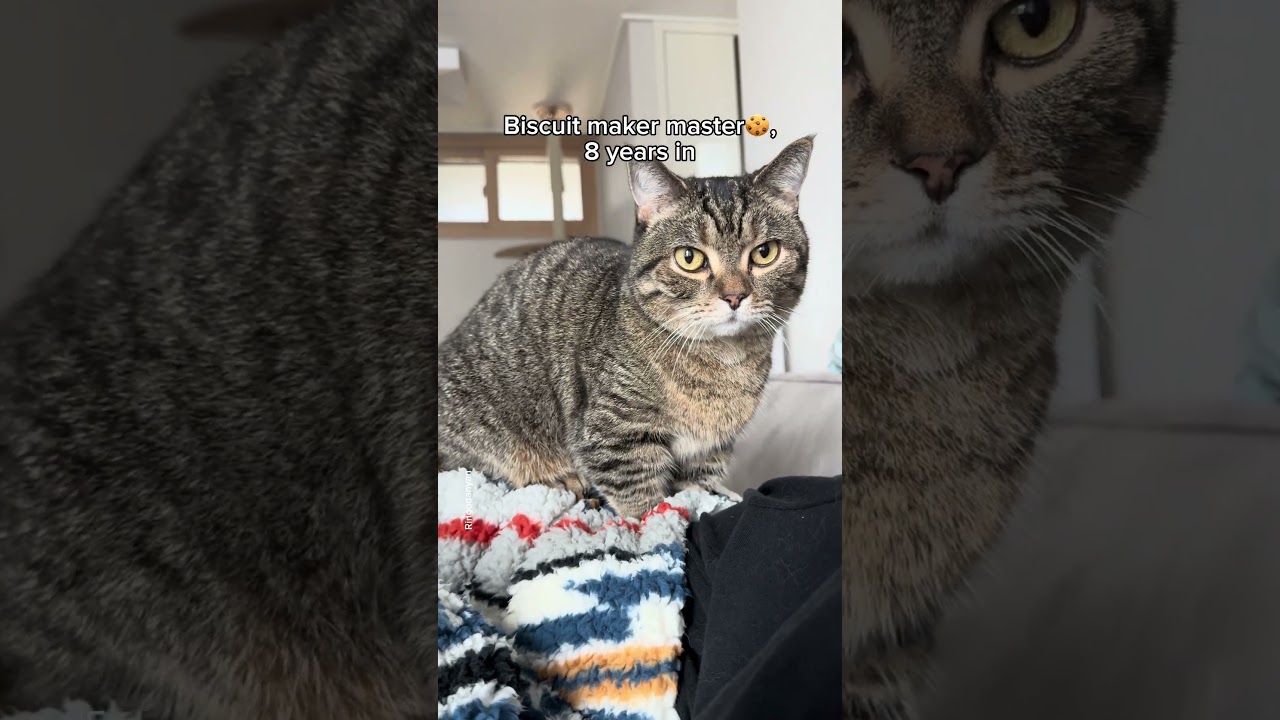 Years of experience in cat kneading #shorts #cat #funny
