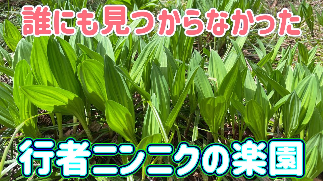 【2025春】天然行者ニンニクを求め標高1600mへ！そこには想像を絶する楽園があった！
