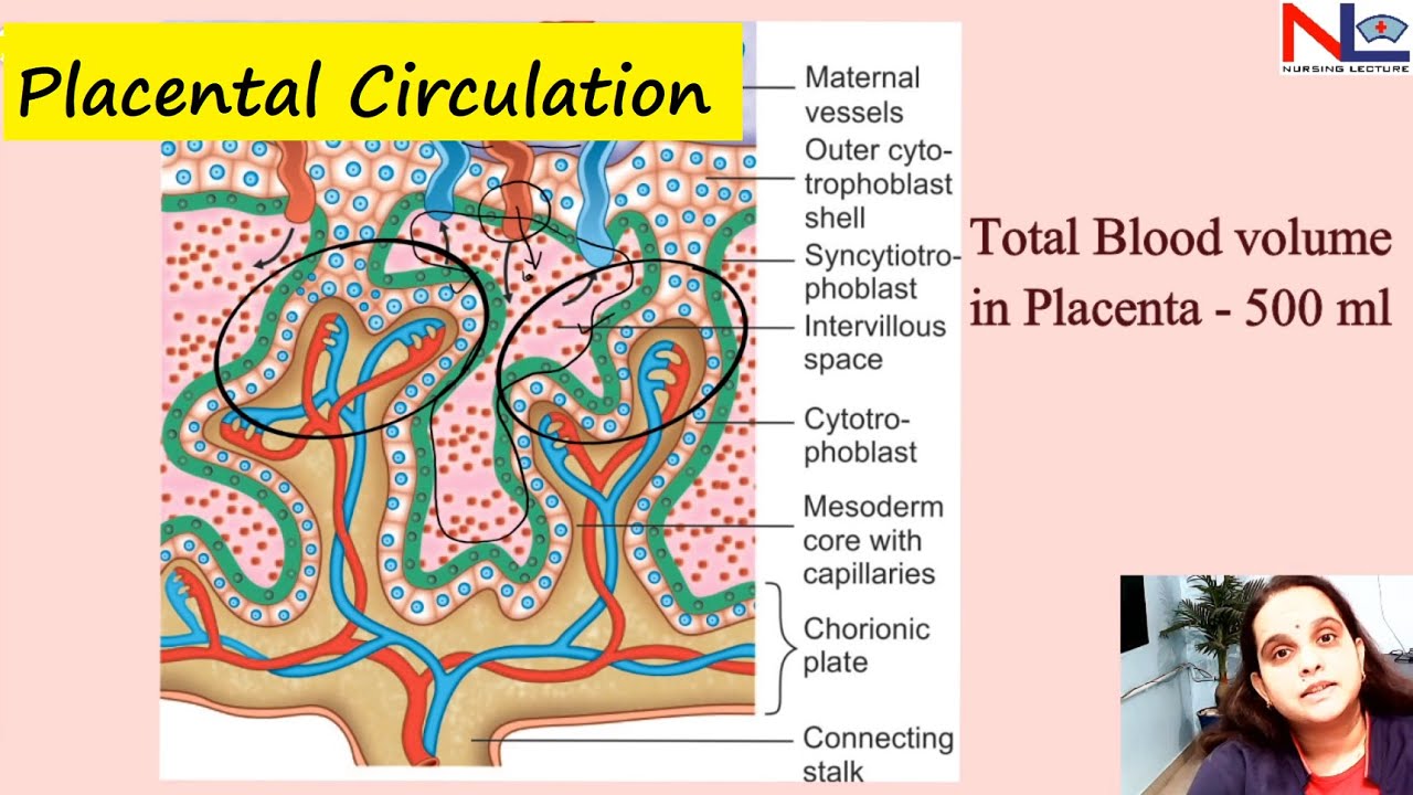 Placental circulation | Nursing Lecture