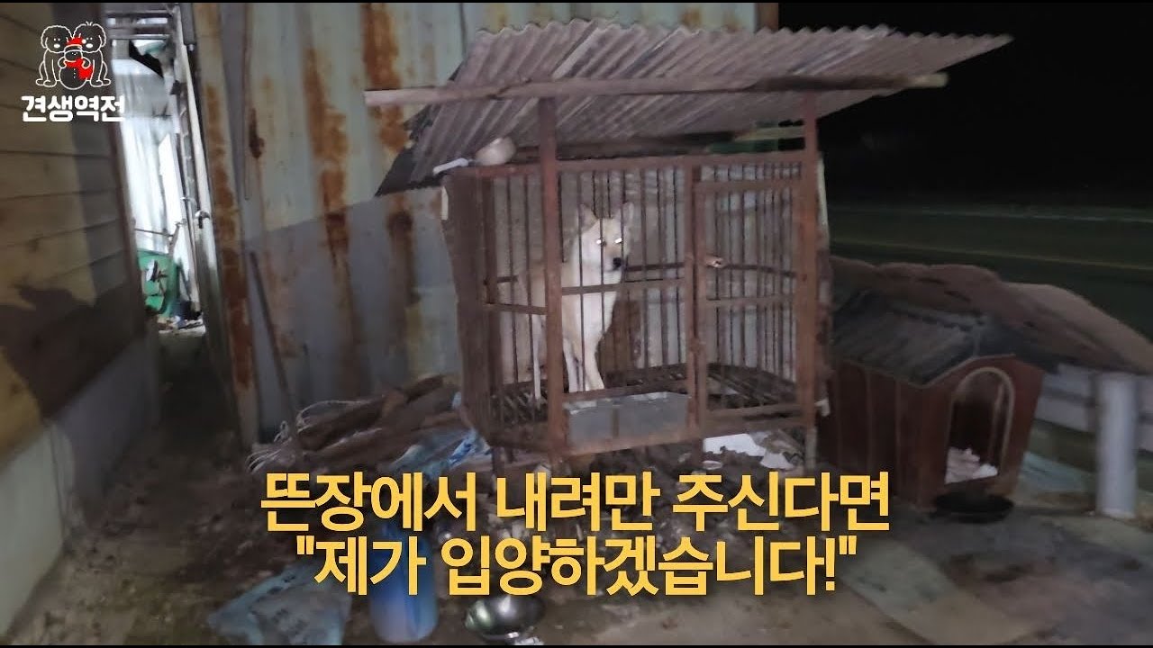 뜬장에서 제발 내려만 주신다면 제가 입양하겠습니다ㅠ.ㅠ