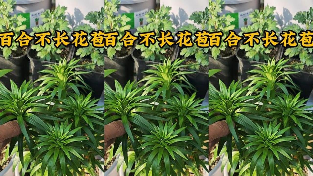 百合不长花苞，告诉你“真正”的原因，其实只有2点 百合不长花苞，告诉你“真正”的原因，其实只有2点