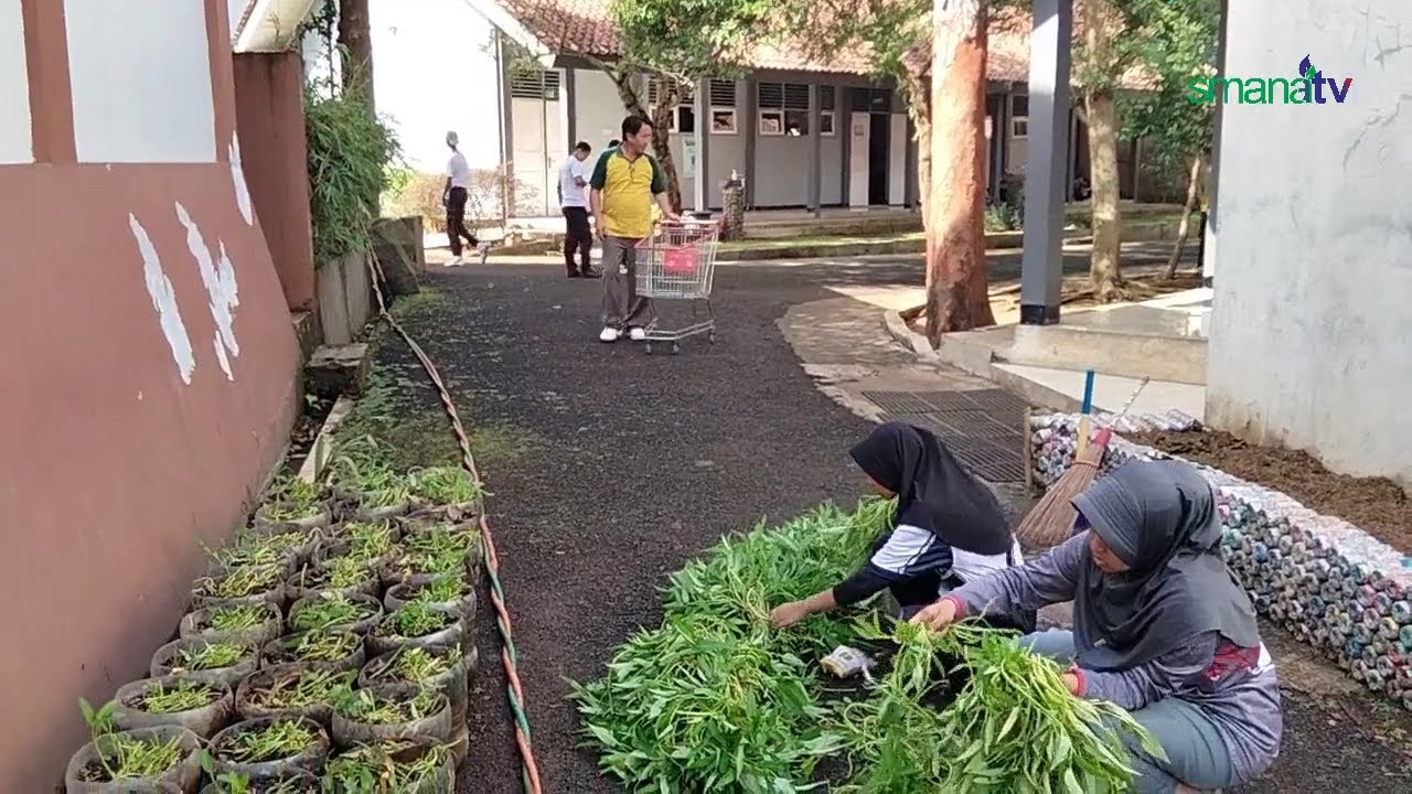 SMANA PANEN KANGKUNG DENGAN MEMANFAATKAN BEKAS AIR MINERAL UNTUK POT