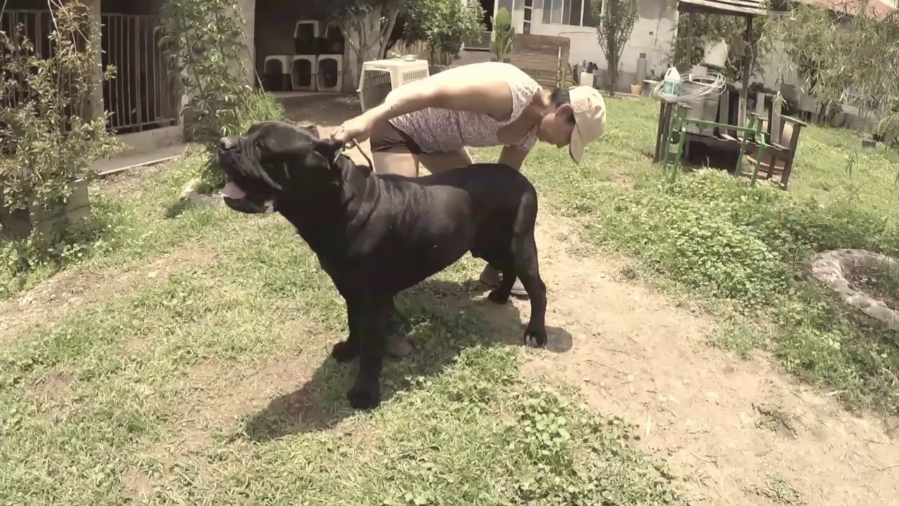 Our visit to El Mesquital CC kennel.