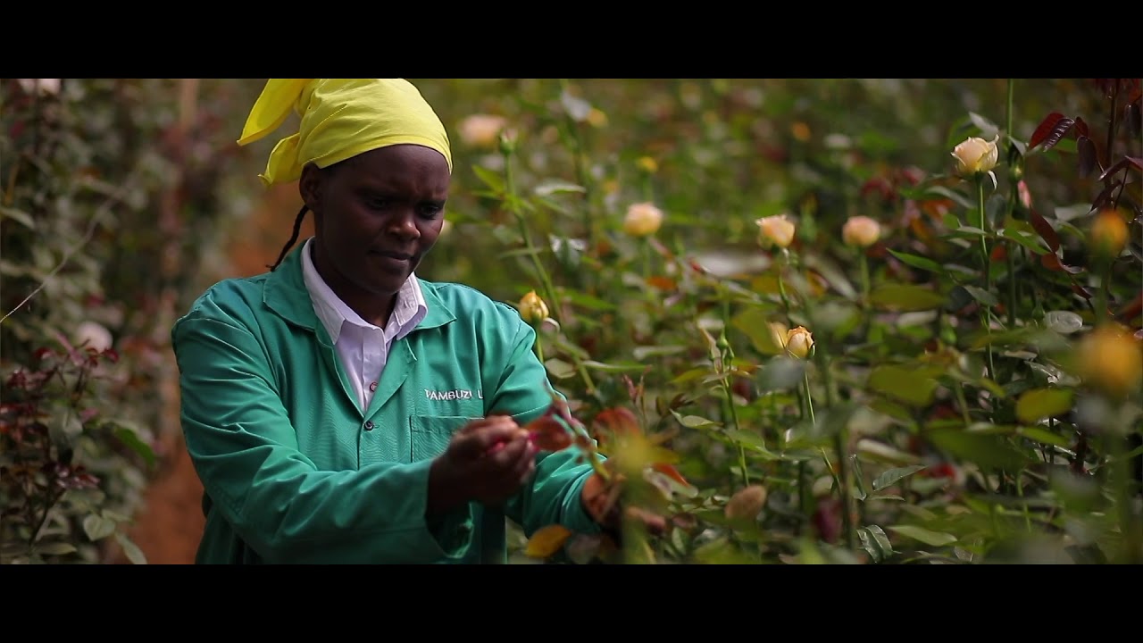 Tambuzi Farm - Interview with Tim Hobbs