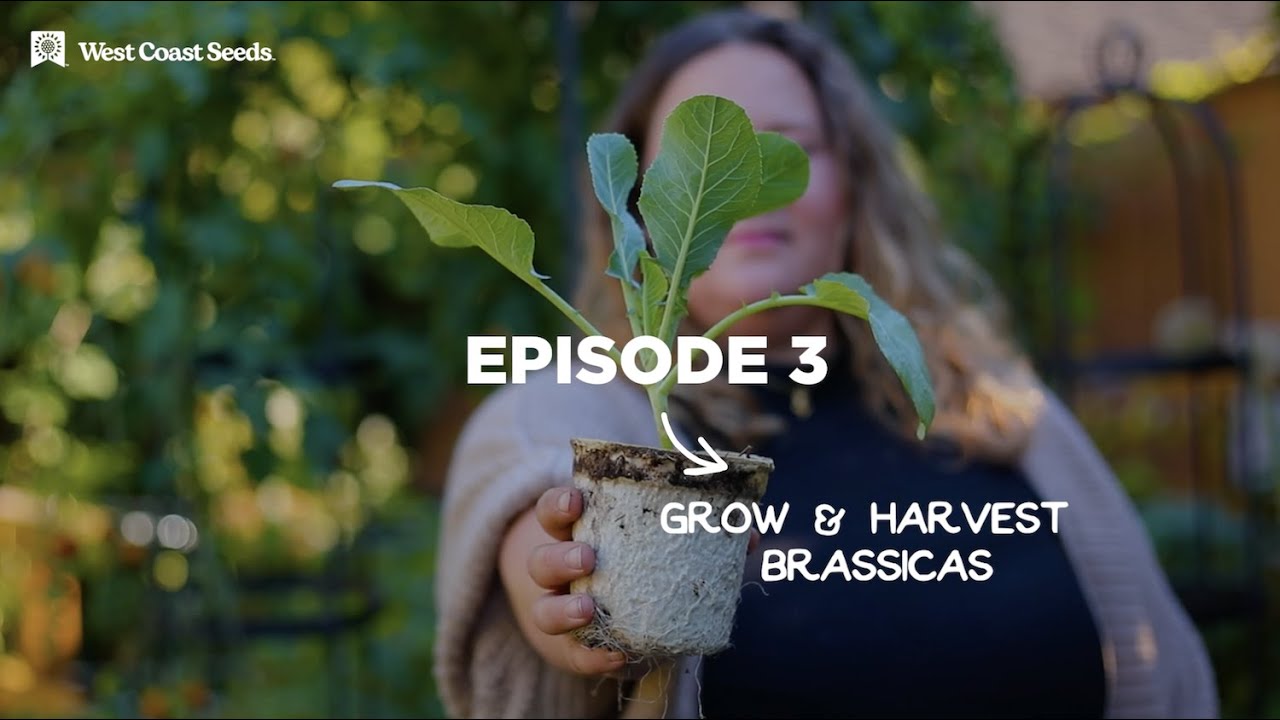 Brassicas: Learn to grow this cold-tolerant plant family (incl. cabbage, kale, broccoli, and more)