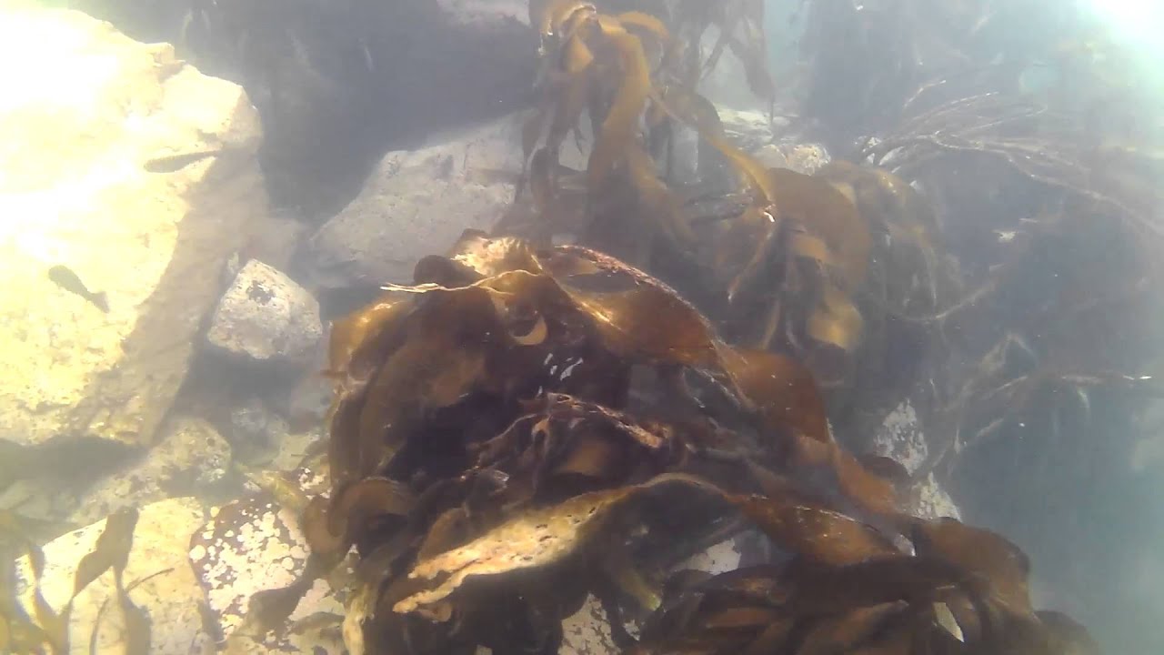 &iexcl;Apnea en la Ex Isla del Alacran Arica!
