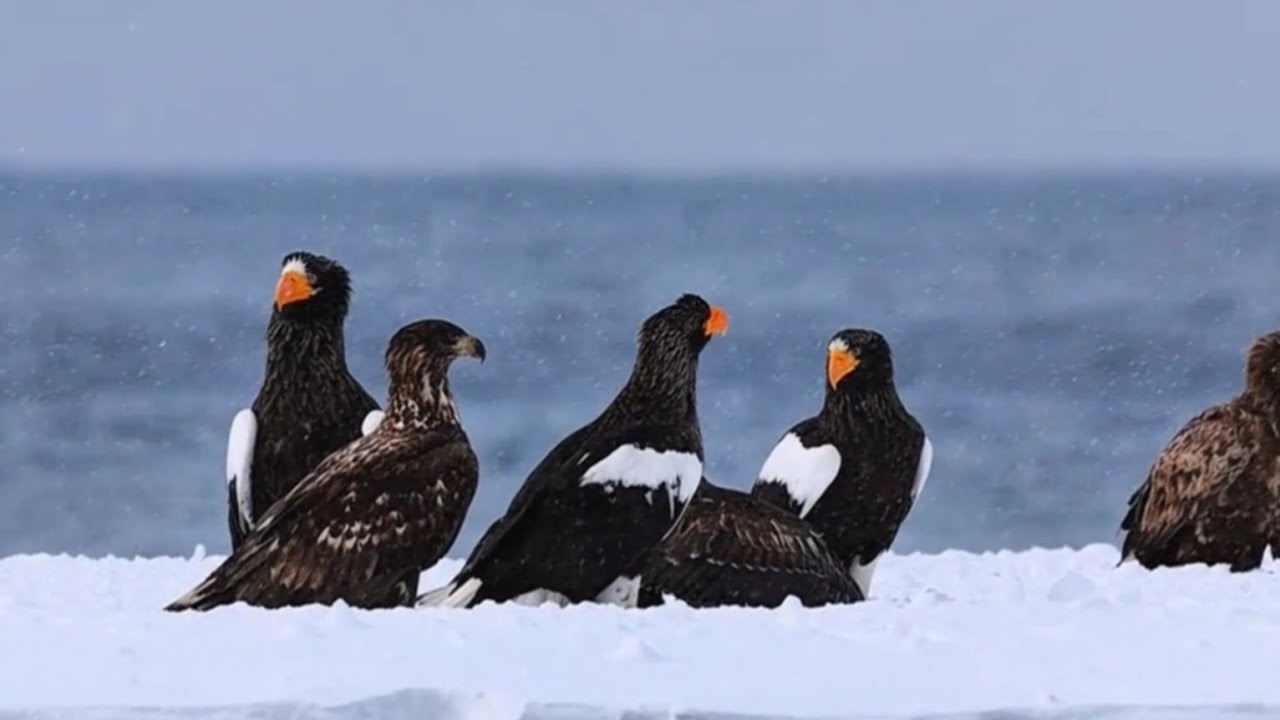 THE BIGGEST EAGLE ON EARTH - Stellers Sea Eagle Sounds: Sea Eagle Call Eagle attacks