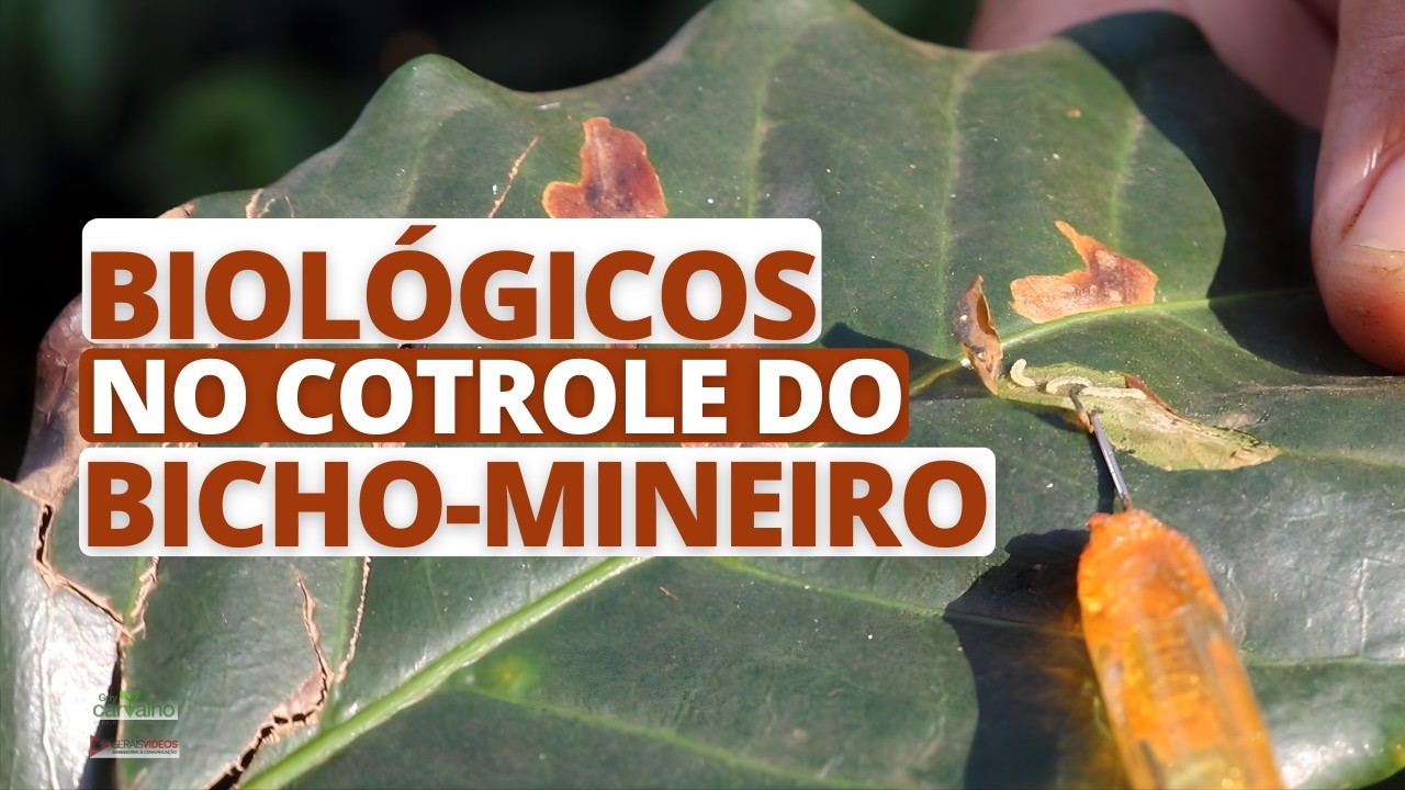 Biológicos no controle do bicho-mineiro