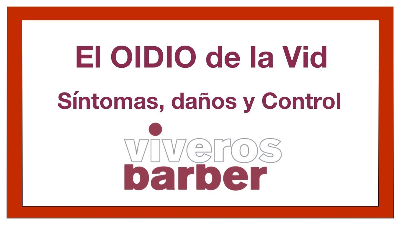 Oidio de la Vid: Síntomas, daño y tratamiento. ✅