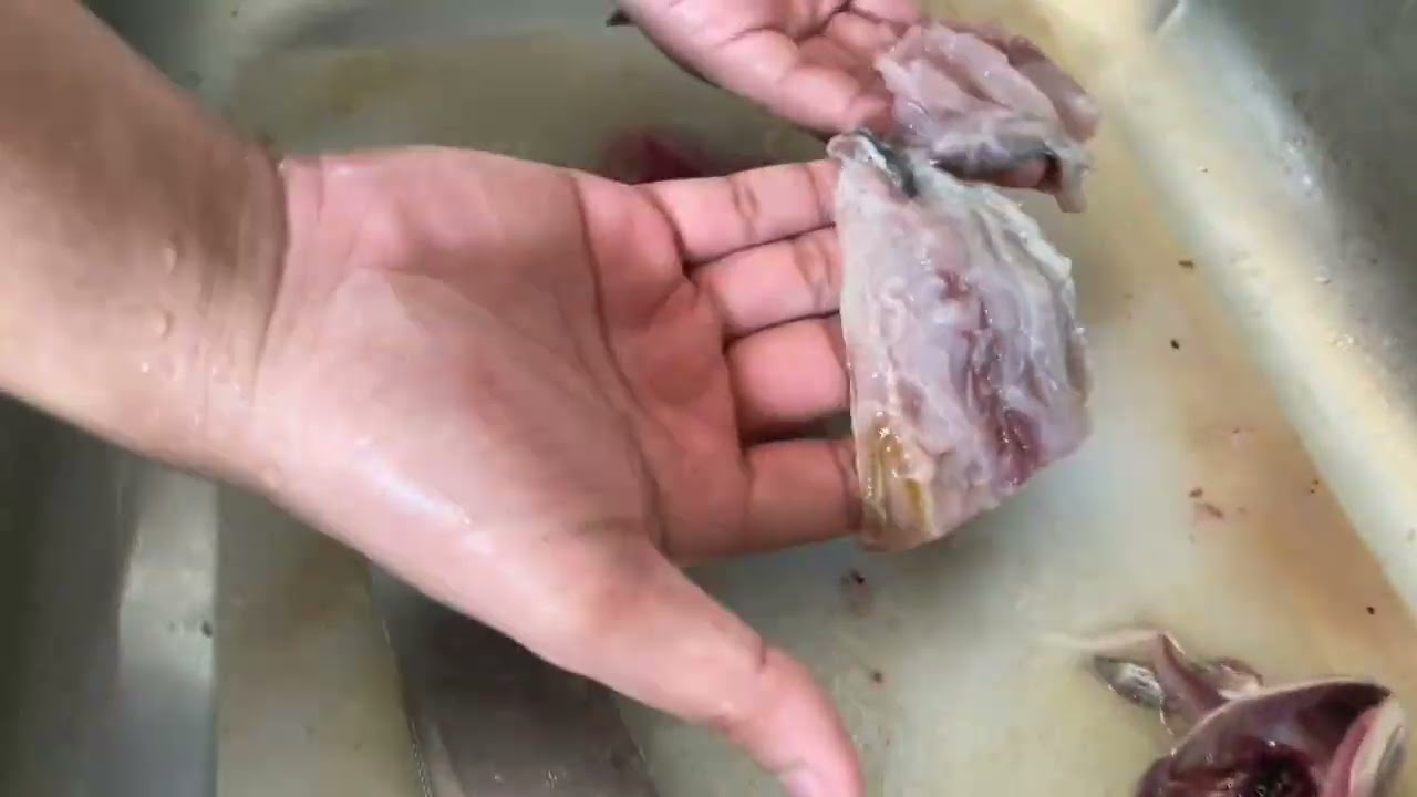 Proper Cleaning of Fish and Squid | TLE Mini Task