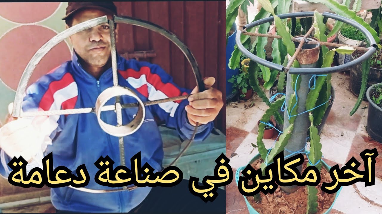 أتمنة لوازم دعامة أشجار فاكهة تنين اين نحصل على المعدات صناعة دعامة درجون فروت dragon  fruit