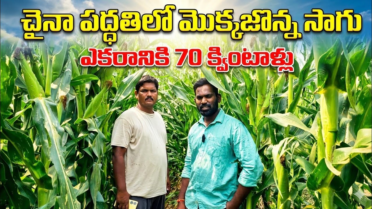 మొక్కజొన్న సాగులో సంచలనం ఎకరానికి 70 క్వింటల్ దిగుబడి  // a to z information