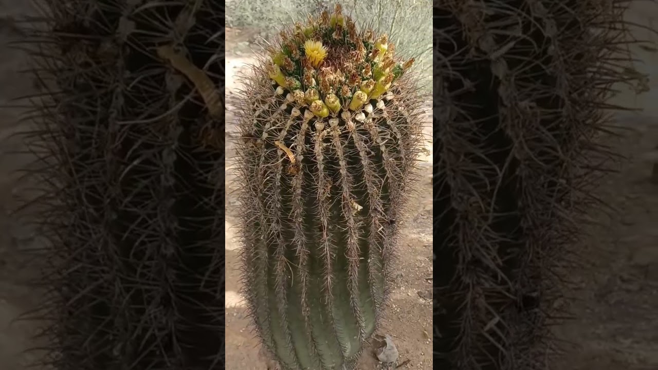 all about the barrel cactus