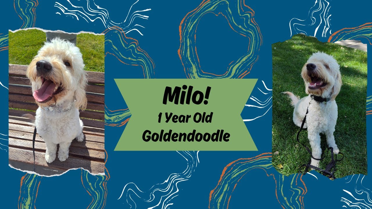 Bluffdale City Dog Trainers ||| OLK9 Utah ||| 1 Year Old Golden Doodle, Milo