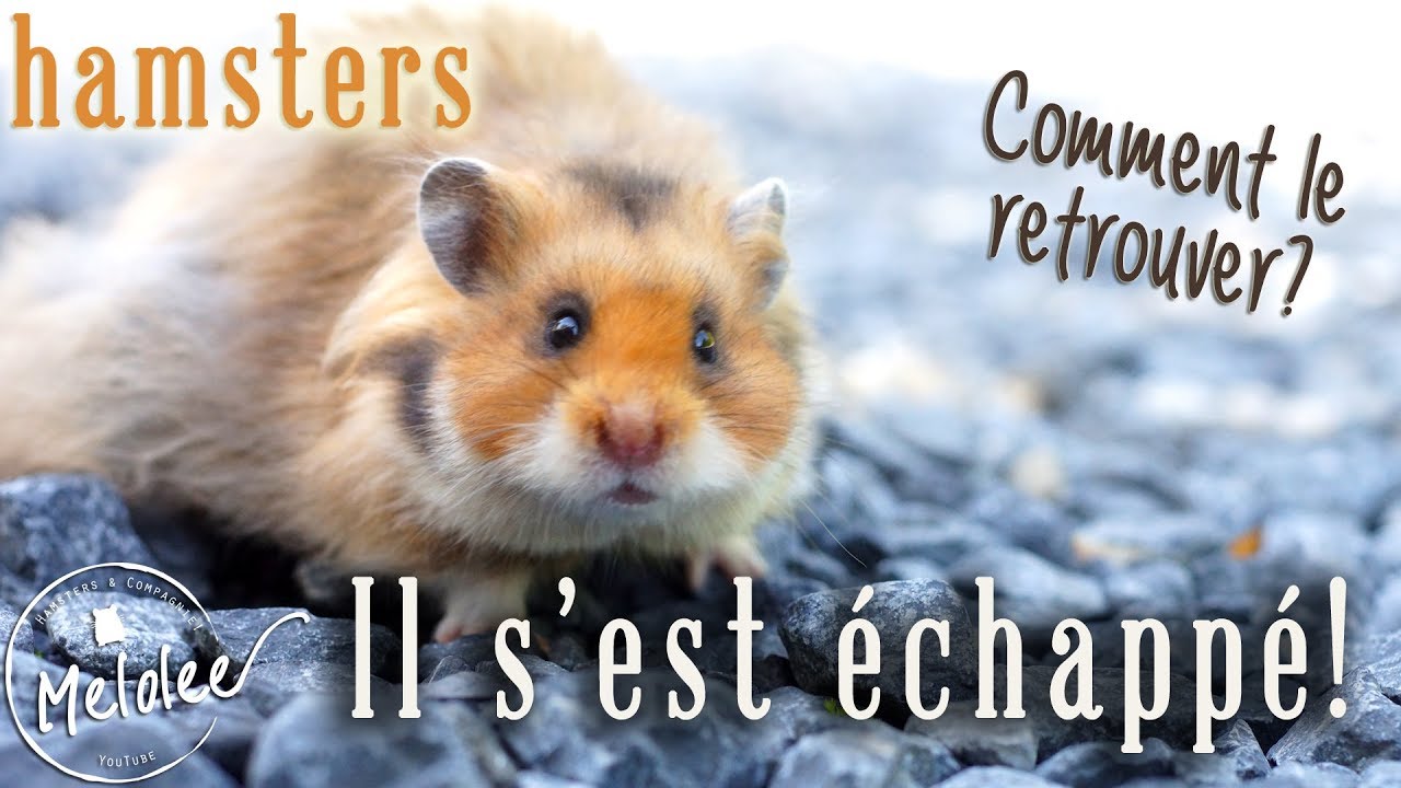 Mon hamster s'est échappé! Fugues : comment rattraper son hamster en fuite?