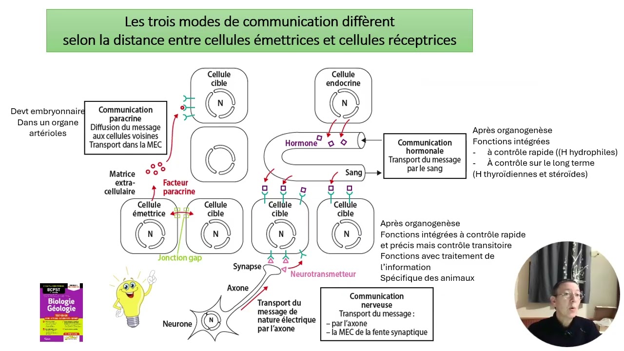 1-Qu'est ce que la communication intercellulaire?