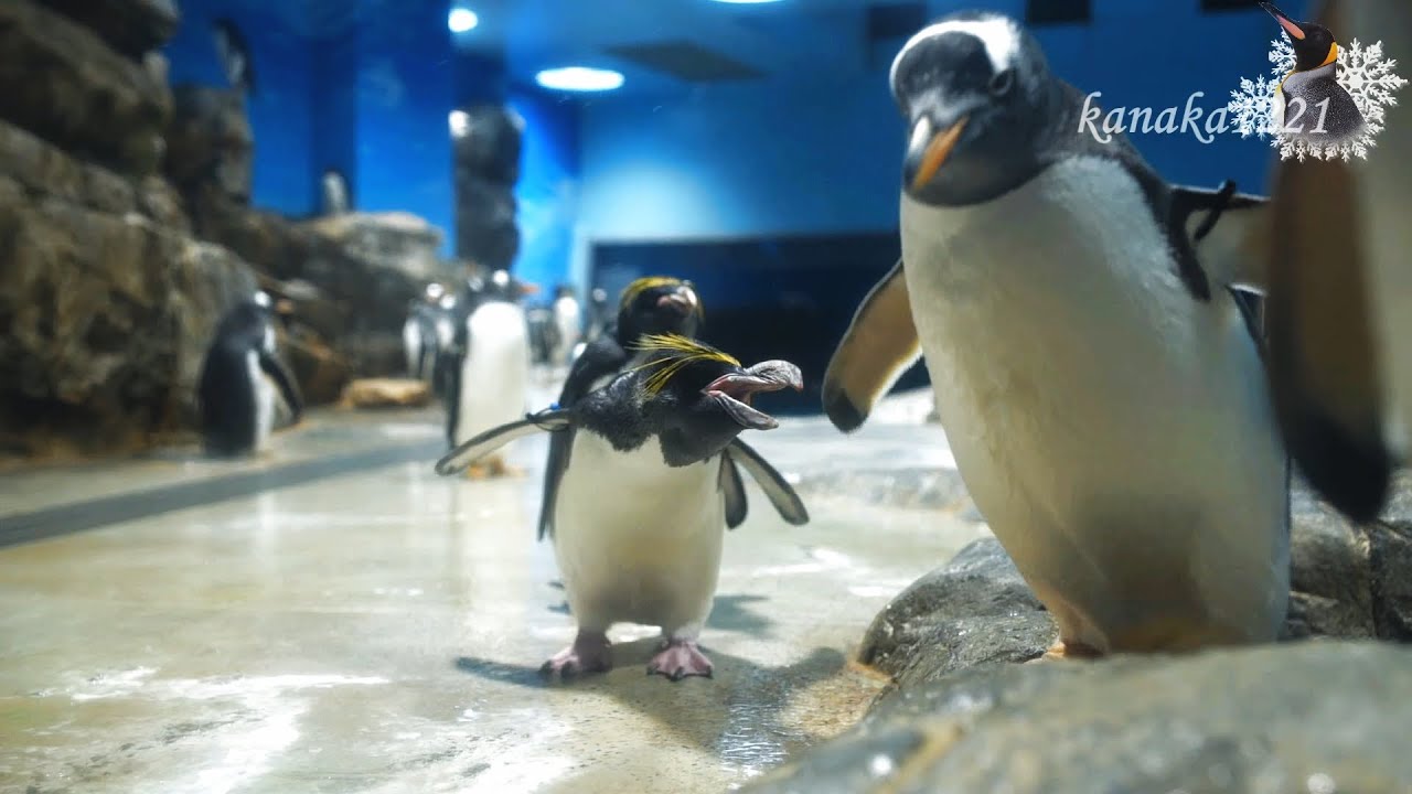 海響館 換羽が終わって美しいマカロニペンギン