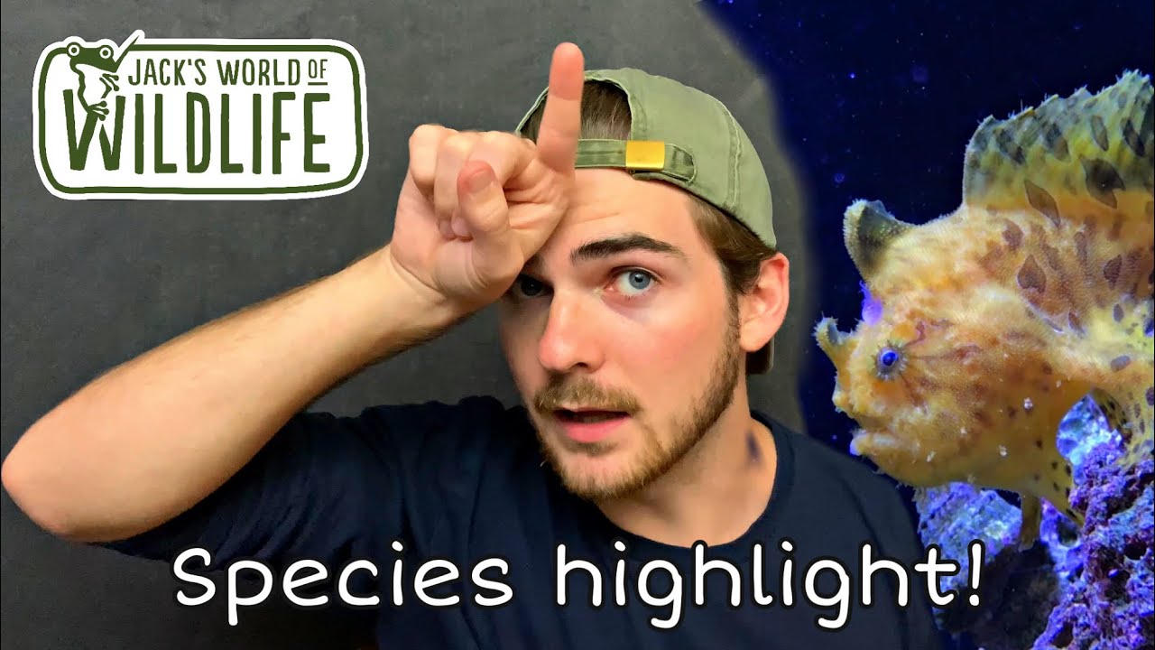 FROGFISH TIME