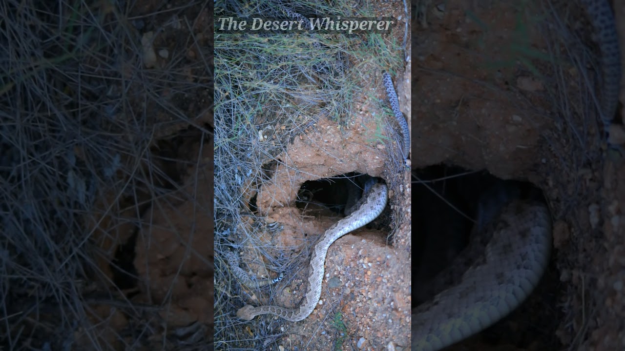 Western Diamondback Rattlesnake family!