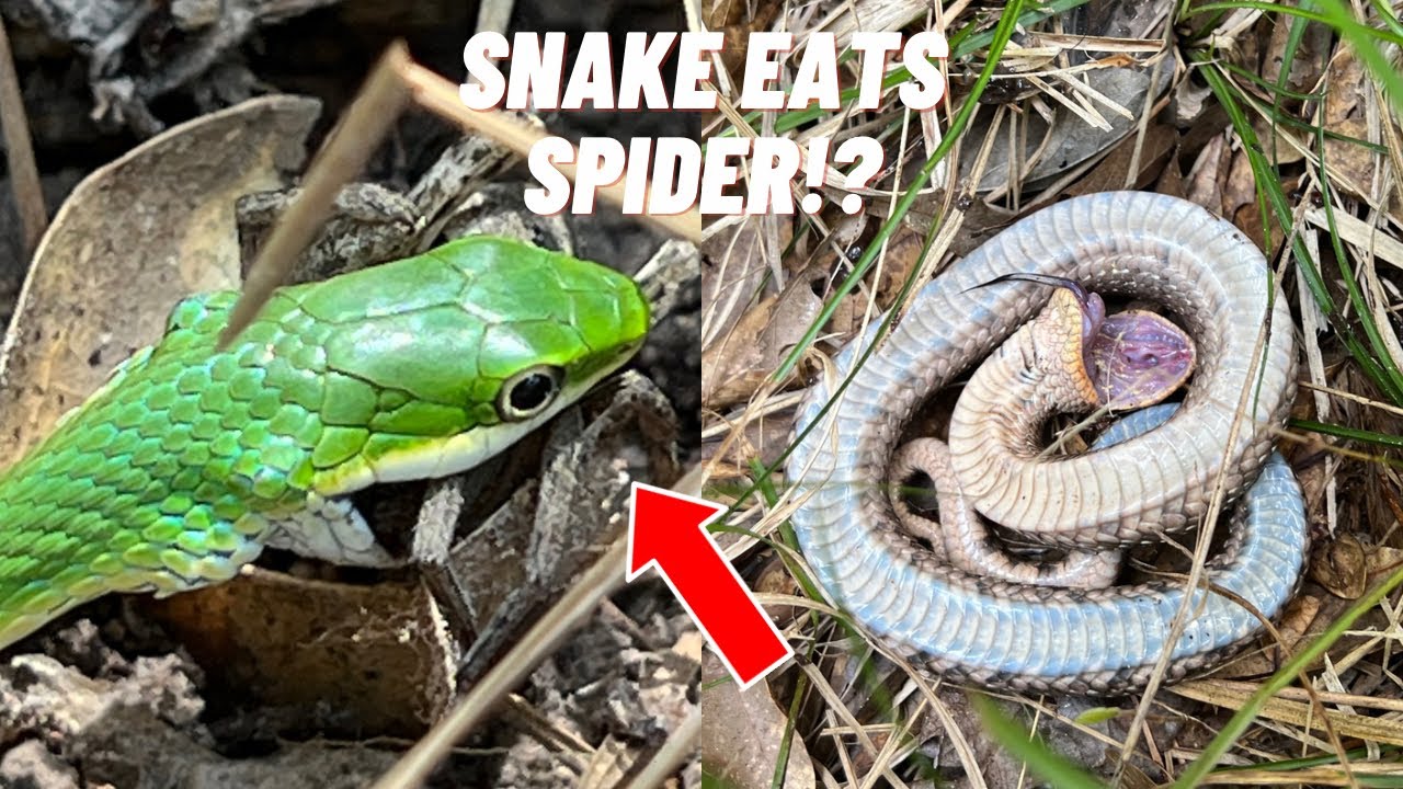 Snake eats SPIDER, Hognose plays Dead, and my first Buttermilk Racer in Houston!!