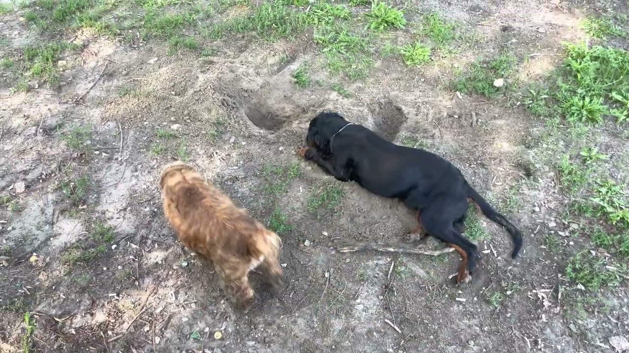 Gordon Setter and cocker spaniel getting dirty