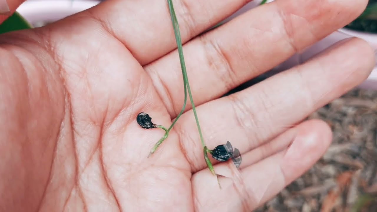 White Rain lily seeds and seedling; Hamburger dinner at Upperstar Cafe Segama, Kota Kinabalu