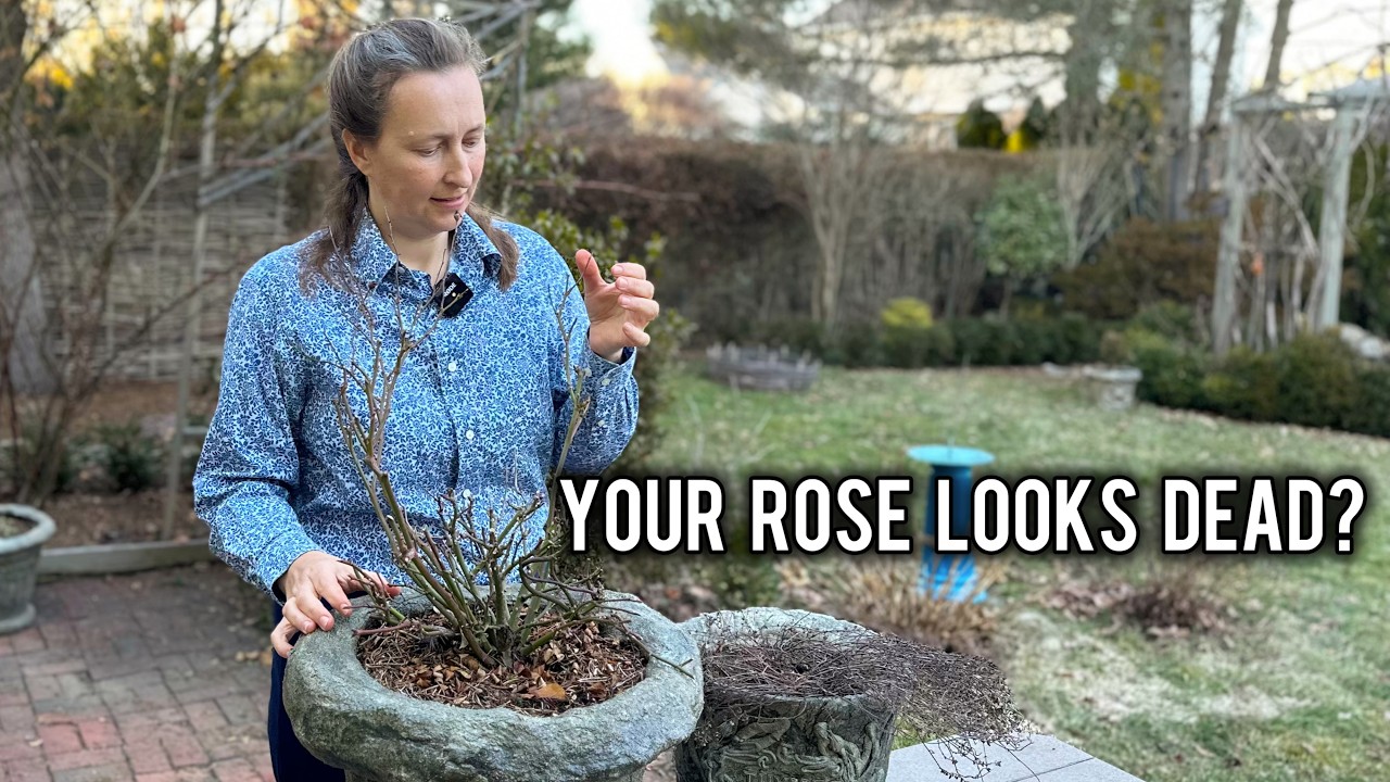 Winter Damage on Roses and What to do About It