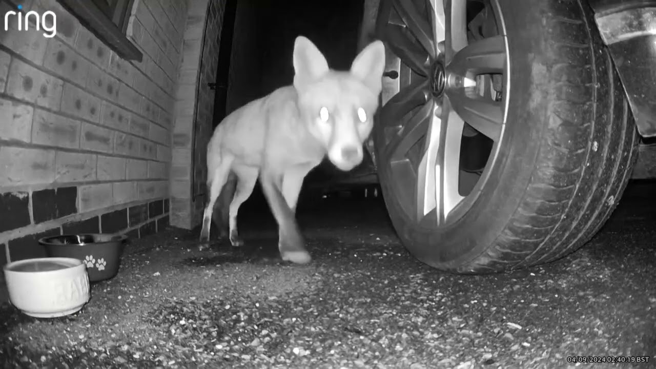 2024 09 06 Hoggy Foxy Cam
