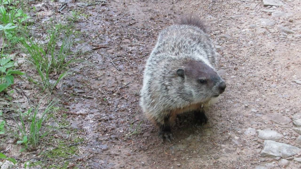 Groundhog encounter
