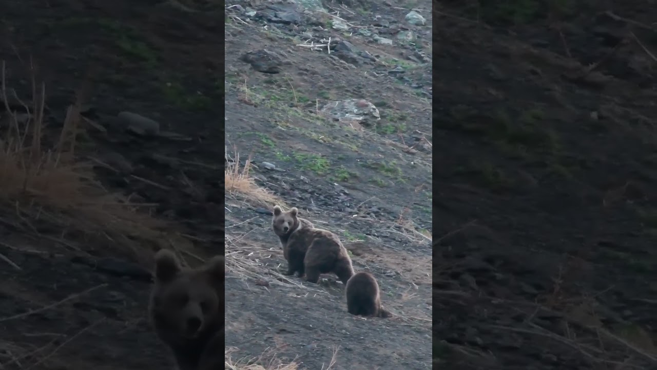 Himalayan Brown Bear with cub
