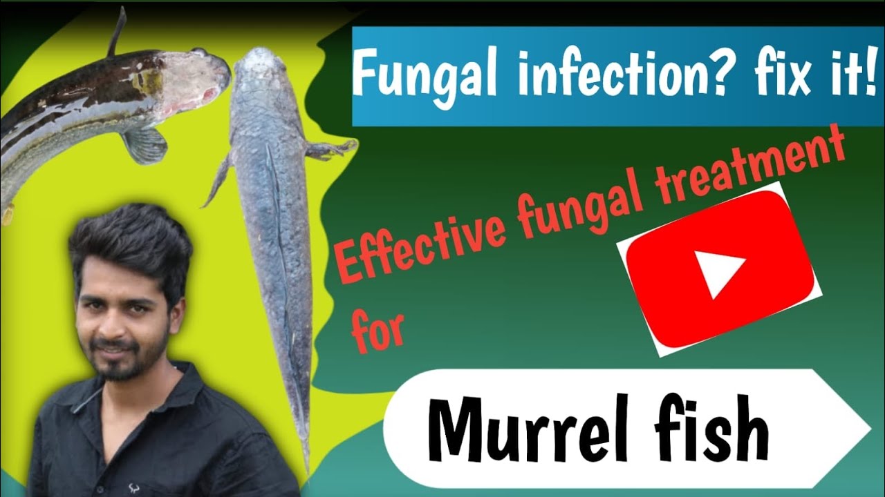 Best practices for fungal disease prevention in Murrel Fish Aquaculture