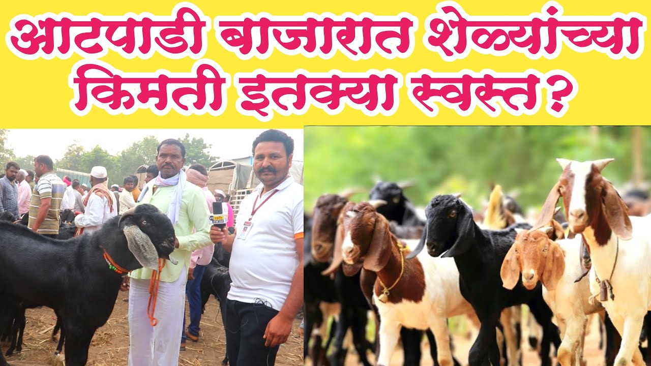 आटपाडी बाजारात शेळ्याच्या किमती इतक्या स्वस्त? शेळी- मेंढी बाजार आटपाडी | Sheep Market Atpadi