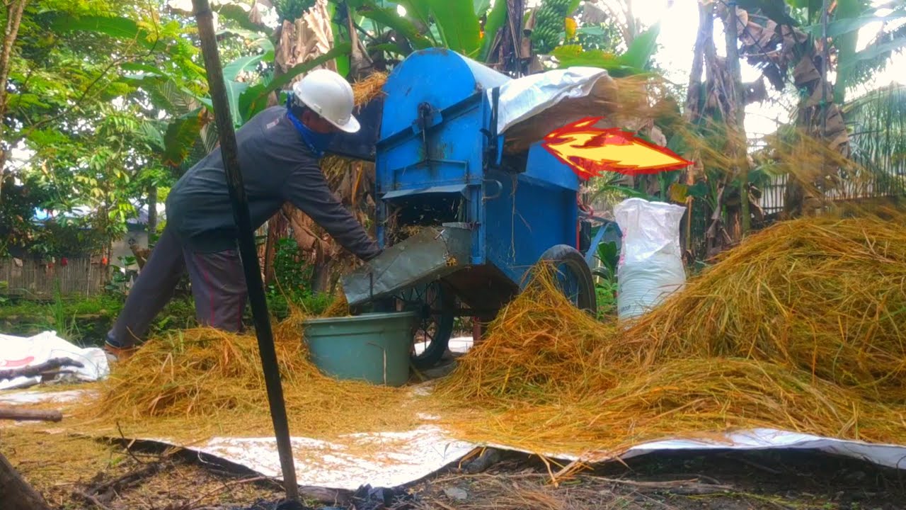 Proses perontokan padi
