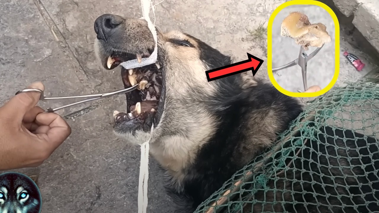 Un Chien De Rue Avec Un Os Coinc&eacute; Dans La Gueule Est Sauv&eacute; Par Des Sauveteurs