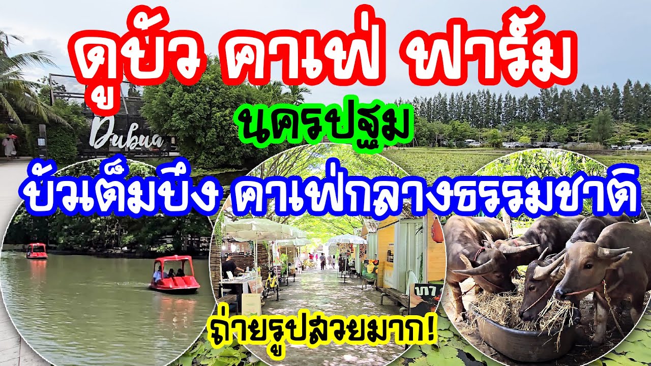 ดูบัว คาเฟ่ ฟาร์ม นครปฐม | บัวเต็มบึง คาเฟ่กลางธรรมชาติ ถ่ายรูปสวยมาก!