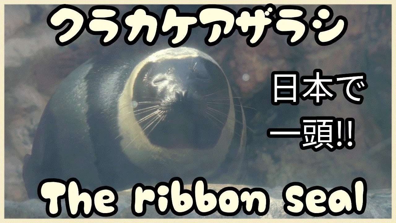 【クラカケアザラシ】The ribbon seal , 
